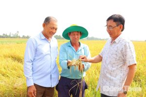 Giảm chi phí, tăng giá trị hạt gạo là giải pháp bền vững mà nông dân Tam Nông hướng tới thông qua mô hình lúa sinh thái gắn với bảo tồn Sếu đầu đỏ.