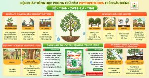 BIỆN PHÁP TỔNG HỢP PHÒNG TRỪ NẤM PHYTOPHTHORA TRÊN SẦU RIÊNG HIỆU QUẢ