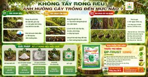 KHÔNG TẨY RÔNG RÊU ẢNH HƯỞNG CÂY TRỒNG ĐẾN MỨC NÀO