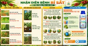 NHẬN DIỆN BỆNH RỈ SẮT GÂY HẠI TRÊN CÂY CÀ PHÊ