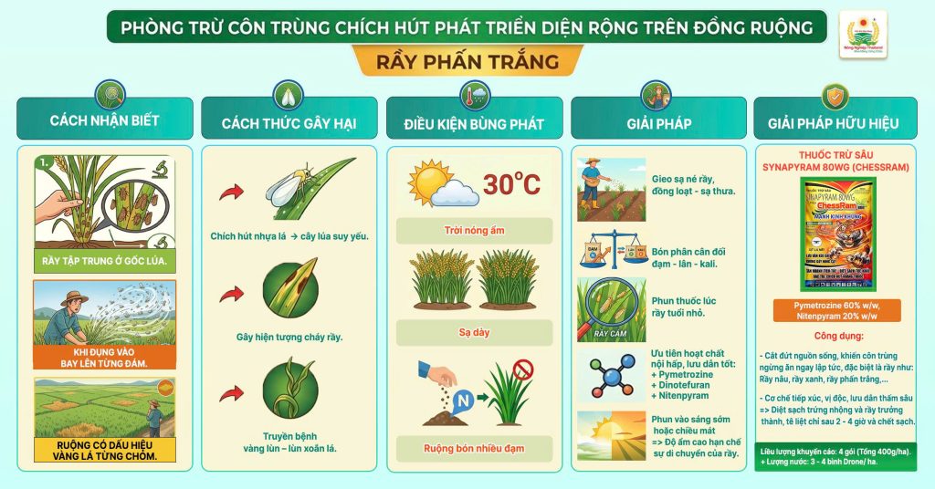 PHÒNG TRỪ CÔN TRÙNG CHÍCH HÚT PHÁT TRIỂN DIỆN RỘNG TRÊN ĐỒNG RUỘNG