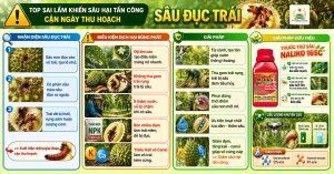 Top sai lầm khiến sâu hại tấn công sầu riêng cận ngày thu hoạch