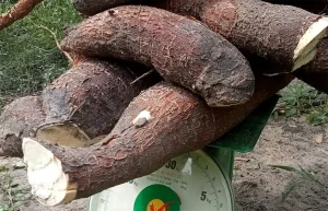 Giá săn tươi ở Việt Nam tăng mạnh trong những tháng qua do nguồn cung giảm nhiều. Ảnh: Sơn Trang.