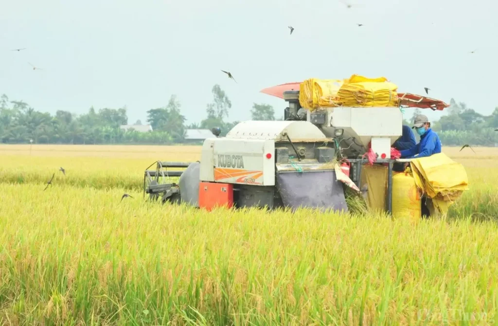 Giá lúa gạo hôm nay (3/4) vẫn ghi nhận xu hướng nhích tăng, với mức từ 50–200 đồng/kg đối với lúa.