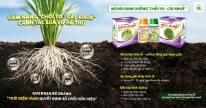CẨM NANG "CHỒI TO - CÂY KHOẺ" CANH TÁC LÚA VỤ HÈ THU