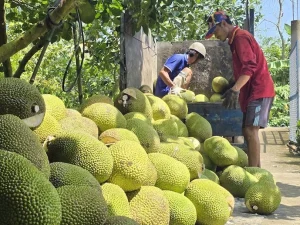 Giá mít lao dốc lịch sử, nông dân ngậm ngùi cưa bỏ cây hái ra tiền