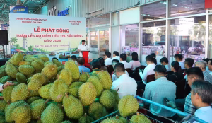 Hơn 36 ngàn tấn sầu riêng chờ giải cứu khẩn cấp những ngày cuối tháng 5, báo động thị trường nông sản