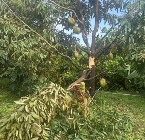 Lốc xoáy kinh hoàng ở Lâm Đồng gây thiệt hại nặng nề cho vườn cây và hoa màu nông nghiệp, cảnh báo nông dân cần chủ động bảo vệ mùa vụ trước thời tiết cực đoan.
