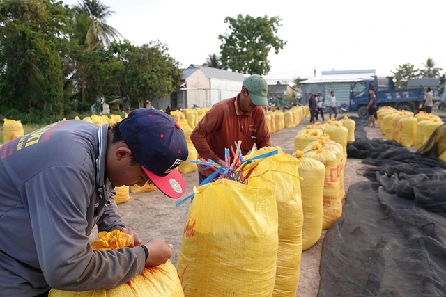 Philippines ép giá xuất khẩu gạo Việt Nam ảnh hưởng trực tiếp đến giá lúa và thu nhập của nông dân Đồng bằng sông Cửu Long.