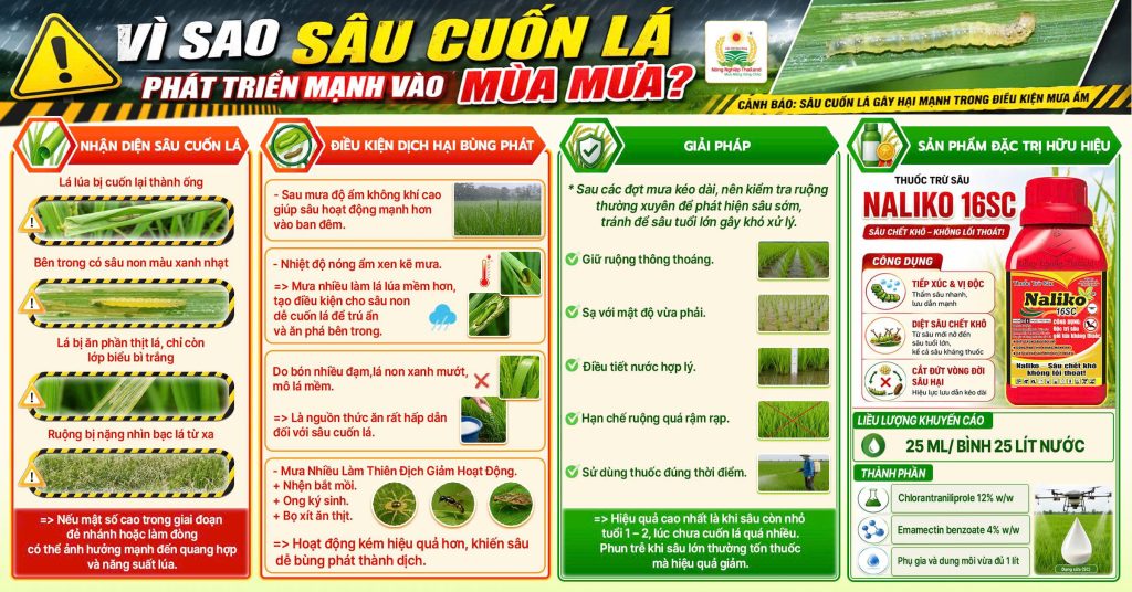 Sâu cuốn lá phát triển mạnh vào mùa mưa do độ ẩm cao, dư đạm và thiên địch suy giảm – nhận biết sớm và xử lý đúng thời điểm để bảo vệ năng suất lúa hè thu.