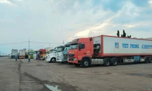 Hàng trăm container sầu riêng chờ kiểm nghiệm tại Dầu Giây, Đồng Nai – ùn ứ kéo dài khiến giá sầu riêng giảm mạnh, doanh nghiệp và nhà vườn thiệt hại nặng.