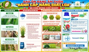 đạo ôn đang âm thầm đánh cắp năng suất lúa – nhận biết sớm triệu chứng, phòng trừ đúng kỹ thuật giúp bảo vệ năng suất lúa hè thu và hạn chế thiệt hại cuối vụ.