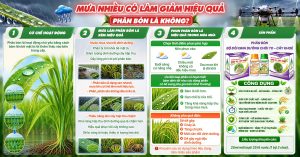 Mưa nhiều có làm giảm hiệu quả phân bón lá không – cách phun phân bón lá hiệu quả mùa mưa