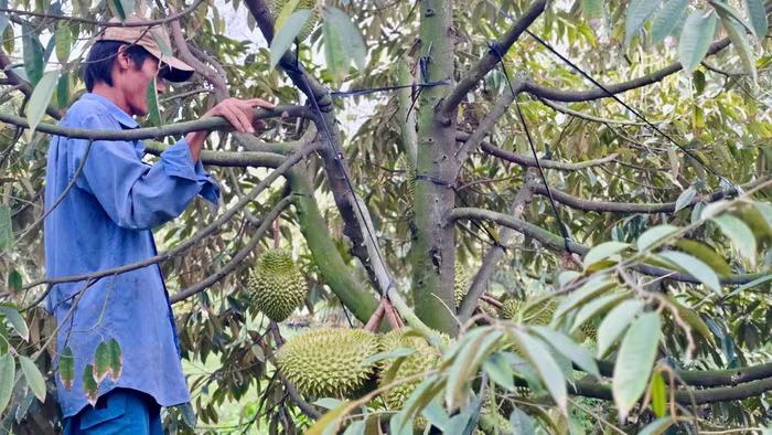 Sầu riêng ùn ứ vì kiểm nghiệm, giá Ri6 còn 25.000–45.000đ/kg – nông dân lao đao. Phân tích nguyên nhân, thực trạng và giải pháp giải quyết vấn đề lớn cho miền Tây.