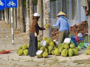 Sầu riêng đổ đống vỉa hè, giá chạm đáy 30K/kg khiến nhà vườn lao đao. Nguyên nhân, thực trạng và giải pháp tháo gỡ đầu ra cho ngành sầu riêng miền Tây.