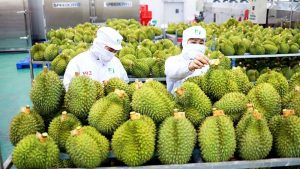 Xuất khẩu sầu riêng sang Trung Quốc rút ngắn thời gian thông quan từ 20 ngày xuống còn 5 ngày, giúp nhà vườn và doanh nghiệp giảm chi phí, ổn định giá.
