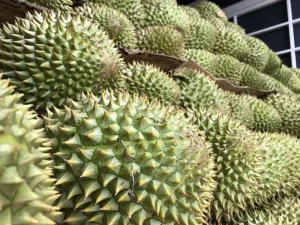 GIÁ SẦU RIÊNG KHỞI SẮC SAU CHUỖI NGÀY LAO DỐC TẠI ĐỒNG BẰNG SÔNG CỬU LONG