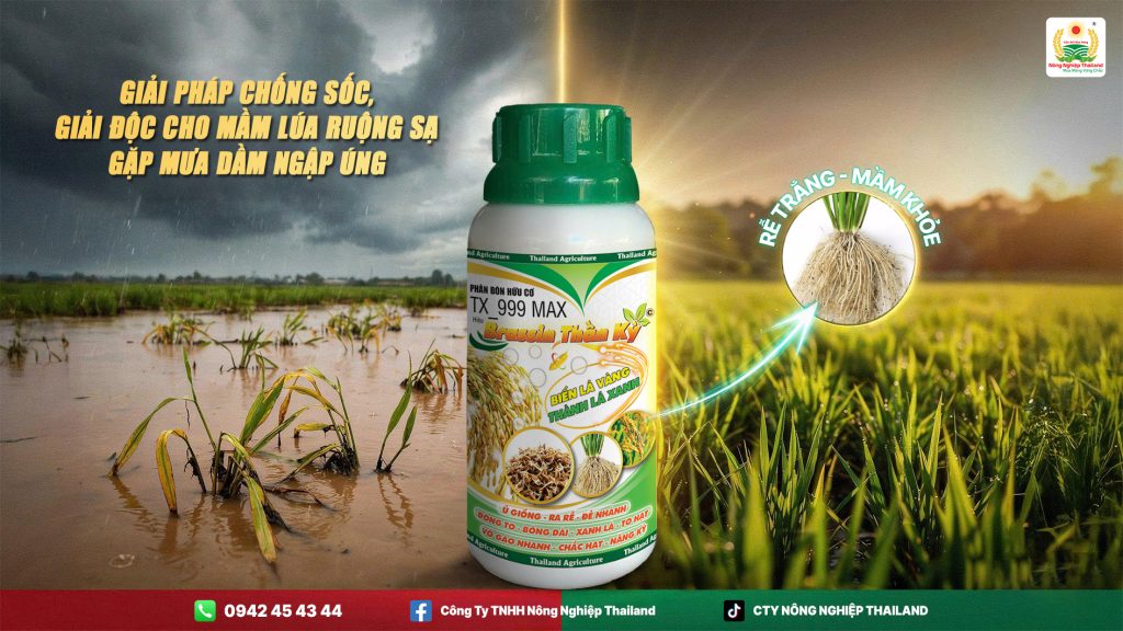 Giải Pháp Chống Sốc, Giải Độc Cho Mầm Lúa Ruộng Sạ Gặp Mưa Dầm Ngập Úng 2