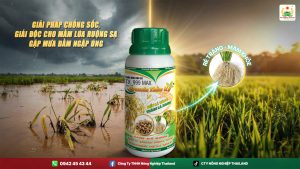 Giải Pháp Chống Sốc, Giải Độc Cho Mầm Lúa Ruộng Sạ Gặp Mưa Dầm Ngập Úng 2