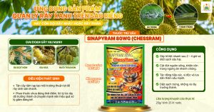 ỨNG DỤNG SẢN PHẨM QUẢN LÝ RẦY XANH TRÊN SẦU RIÊNG