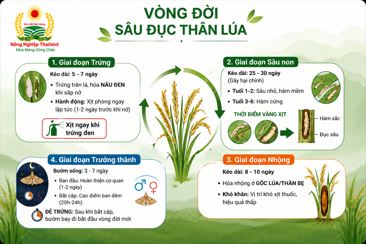 Xác định thời điểm vàng phòng trừ sâu đục thân