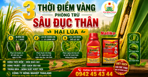 3 Thời Điểm Vàng Phòng Trừ Sâu Đục Thân Hại Lúa