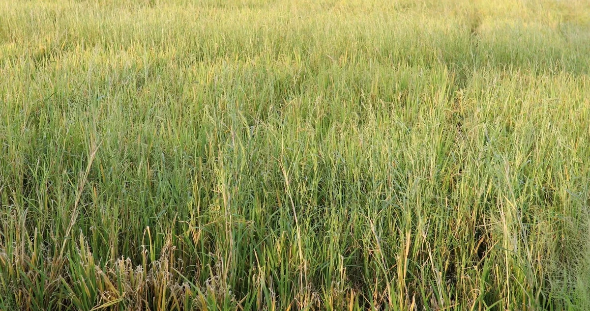 Cỏ kháng thuốc? Mưa rửa trôi?