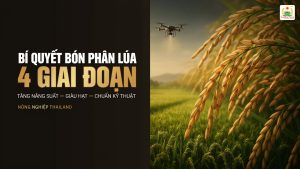 5 Giai Đoạn Bón Phân Cho Cây Lúa Trúng Mùa, Nặng Ký