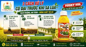 3 Cách Xử Lý Cỏ Dại Trước Khi Sạ Lúa Sạch Ruộng, An Toàn