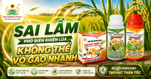 Các Sai Lầm Phổ Biến Khiến Lúa Không Thể Vô Gạo Nhanh