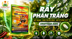 Cẩm Nang Trị Rầy Phấn Trắng Tận Gốc: Quản Lý Vòng Đời & Chặn Đứng Bệnh Xoắn Lá