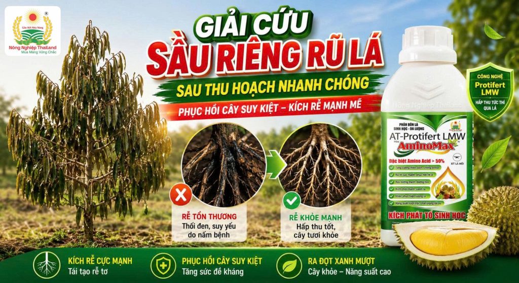 Giải Cứu Sầu Riêng Rủ Lá Sau Thu Hoạch Nhanh Chóng