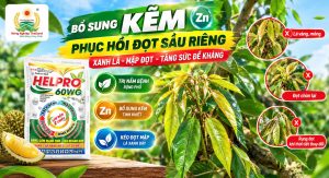 Tại Sao Sầu Riêng Cần Kẽm Trong Giai Đoạn Phục Hồi Đọt?