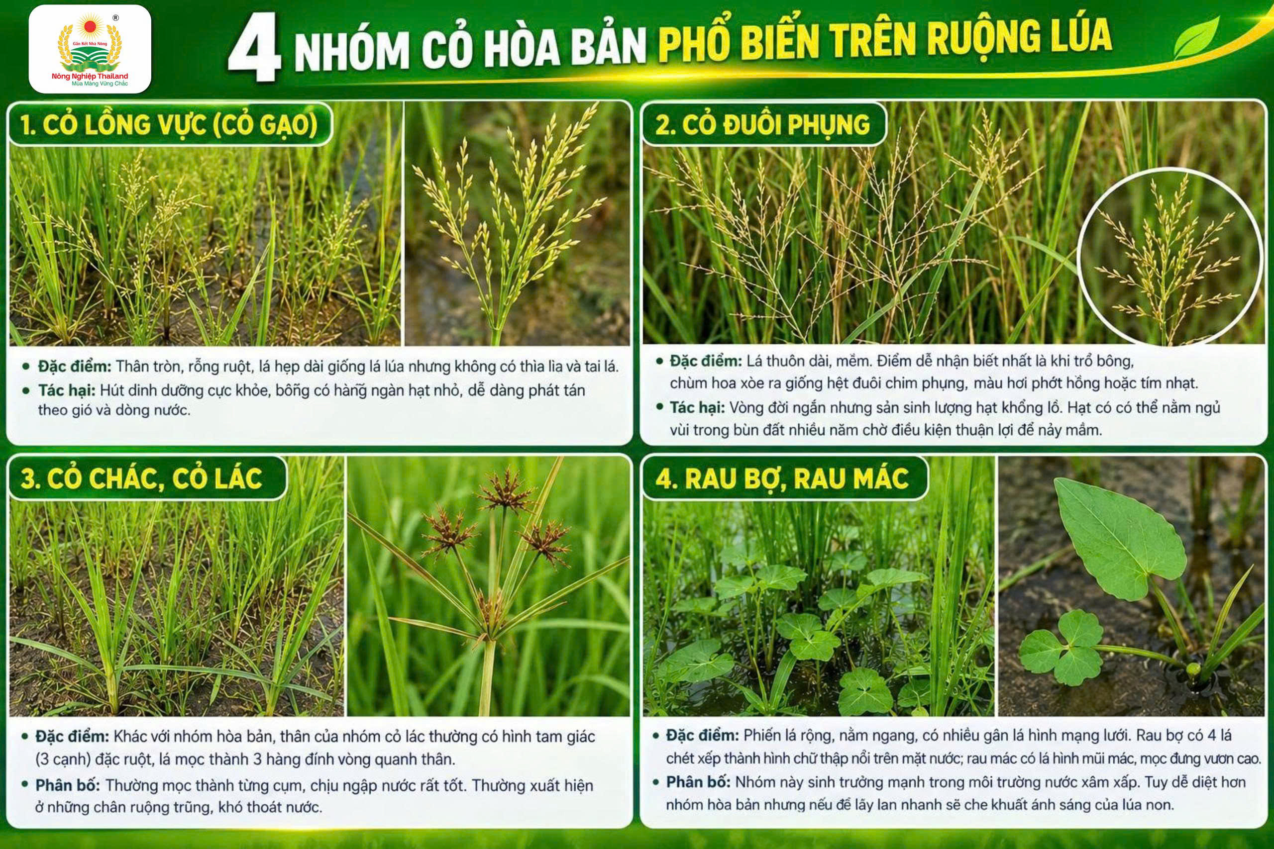 thuốc bảo vệ thực vật tại đồng bằng sông cửu long thường tập trung xử lý 4 nhóm cỏ chính