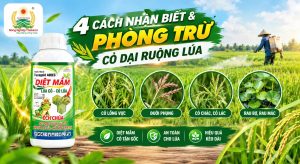 4 Cách Nhận Biết & Phòng Trừ Cỏ Dại Ruộng Lúa