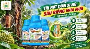 Trị Nứt Thân Xì Mủ Sầu Riêng Hiệu Quả Mùa Mưa