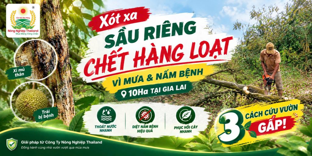 Xót Xa 10Ha Sầu Riêng Chết Hàng Loạt: 3 Cách Cứu Vườn Gấp!