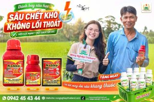 Thuốc trừ sâu cuốn lá Naliko 16SC diệt sâu kháng thuốc.