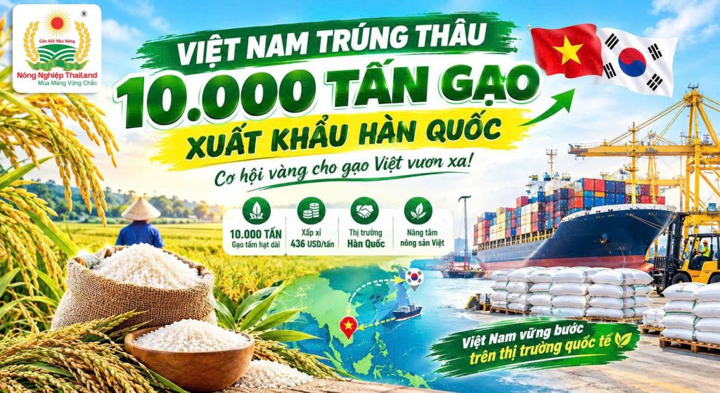 Việt Nam Trúng Thầu 10.000 Tấn Gạo Xuất Khẩu Hàn Quốc